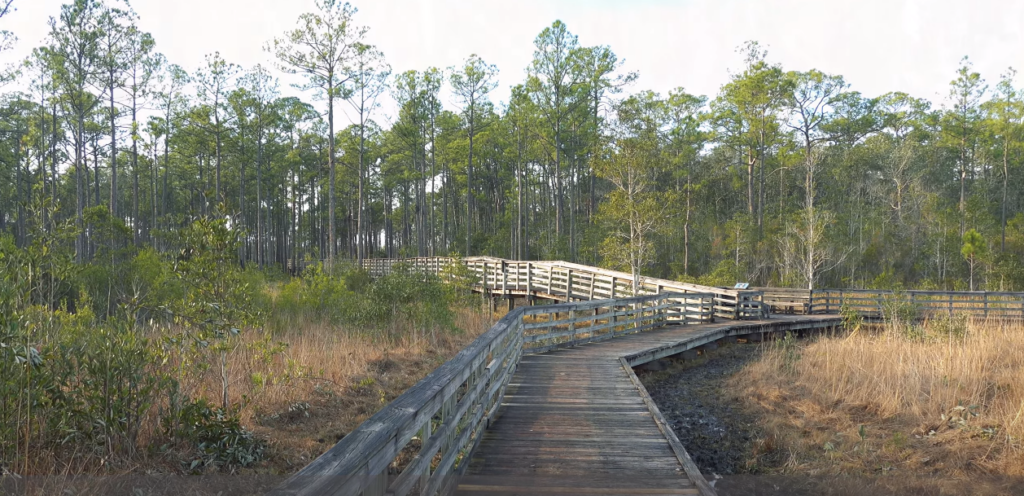 A wooden bridge surrounded by trees